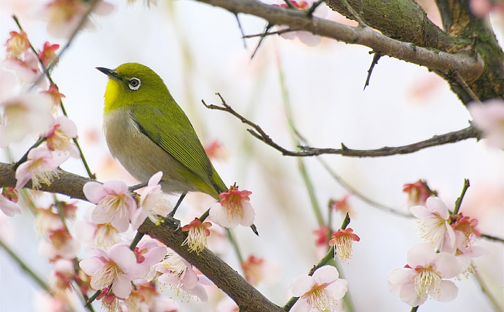 Spring Is Here, Seasons, Spring, Bird, Flowers, Japan, Outdoors, Season, Blossom, Welcome, Pentax, kmount, silkypix, citrit, yellowbird, HD wallpaper
