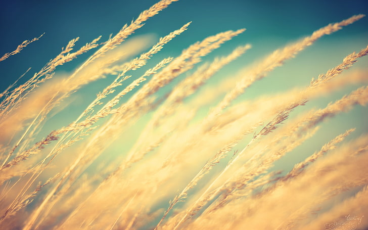 grani beige, fotografia di messa a fuoco selettiva erba di grano, sole, natura, macro, grano, piante, luce solare, Sfondo HD