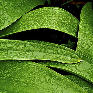 daggdroppar på gröna växtlöv, daggdroppar, grön växt, växtlöv, abstrakt, vår, linjer, minneapolis, våt, blad, natur, växt, grön Färg, släpp, dagg, bakgrunder, makro, närbild, friskhet, mönster, vatten, HD tapet HD wallpaper