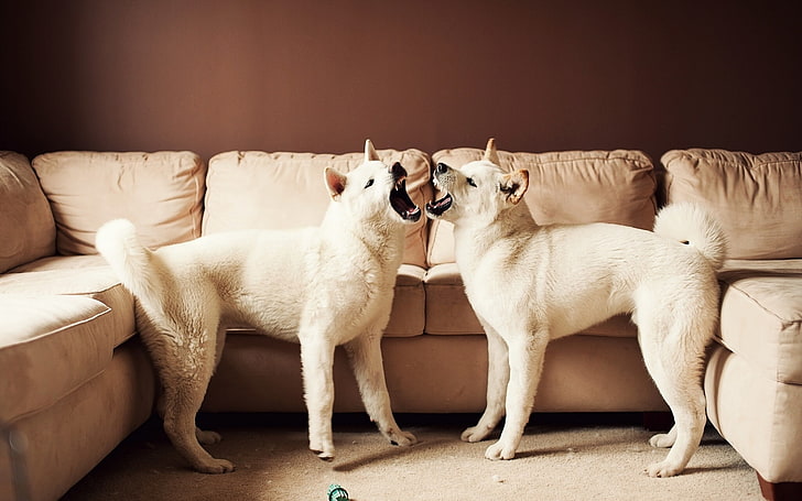 akita, american, dogs, face, furniture, HD wallpaper