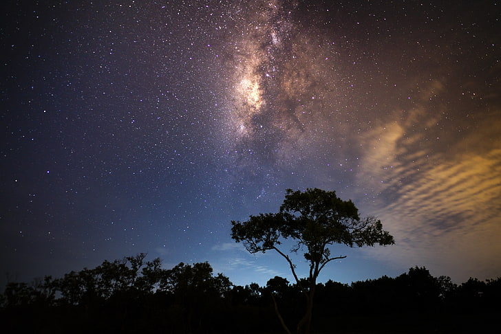Sternenhimmel, Sternenhimmel, Baum, Milchstraße, Strahlen, HD-Hintergrundbild