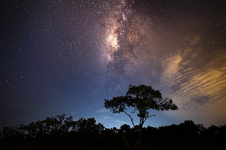 cielo estrellado, cielo estrellado, árbol, vía láctea, resplandor, Fondo de pantalla HD HD wallpaper