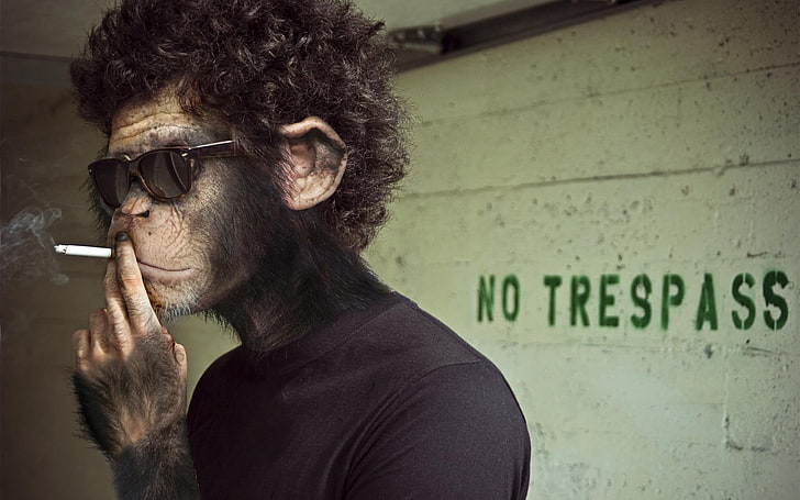 brązowa małpa, małpa, palenie, Tapety HD