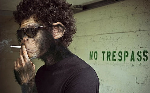 Monyet, Merokok, Kacamata hitam, monyet, merokok, kacamata hitam, Wallpaper HD HD wallpaper