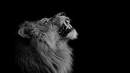 preto, animais selvagens, fotografia, monocromático, rugido, escuridão, leão, zangado, dentes, HD papel de parede HD wallpaper