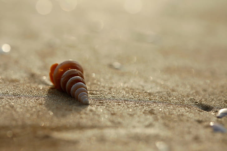 brown shell on top of gray pavement, Lonely, Seashell, On The Beach, brown, shell, on top, gray, pavement, loneliness, serene, serenity, Calm, calmness, beaches, varca, sea, macro, photo, photography, beach, sand, animal Shell, nature, summer, close-up, backgrounds, HD wallpaper