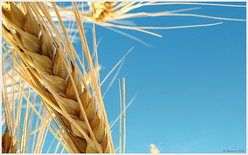 Пшеница HD, природа, пшеница, HD тапет HD wallpaper