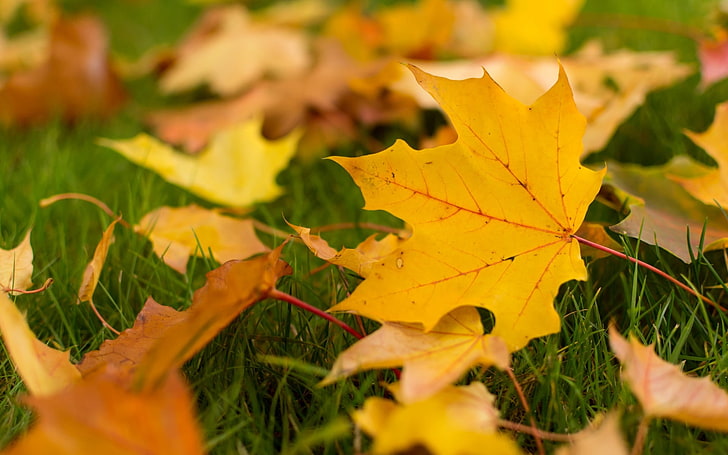 autumn, leaves, macro, background, widescreen, Wallpaper, yellow leaves, leaf, full screen, HD wallpapers, autumn Wallpaper, fullscreen, HD wallpaper