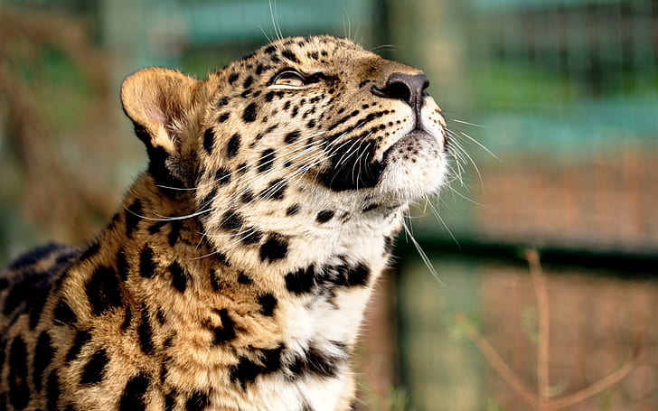 Leopard HD, zwierzęta, lampart, Tapety HD