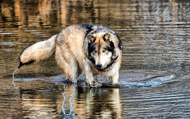 brown and black wolf, wolf, water, walking, hunting, predator, HD wallpaper