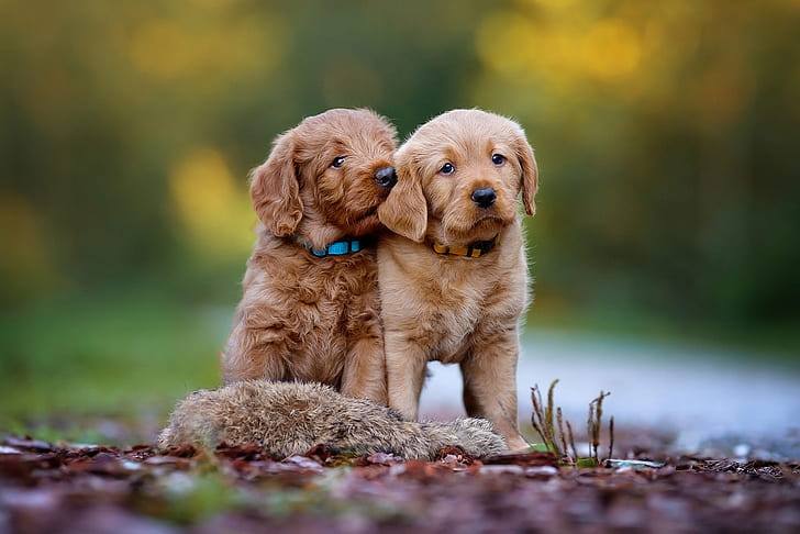 dogs, nature, background, puppies, pair, puppy, a couple, Labrador, brown, Duo, bokeh, Retriever, sitting, two dogs, faces, retrievers, brother, two puppies, HD wallpaper