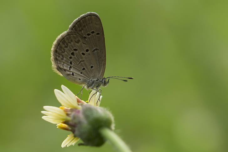 macro photography of gray and black butterfly perched on yellow petaled flower, grass, tiny, grass, tiny, Tiny Grass Blue, macro photography, gray, black butterfly, yellow, flower, Sony A6000, sel50f18, Extension Tube, zizula hylax, Outdoor, dof, Insect, close up, hobby, nature, animal, butterfly - Insect, animal Wing, summer, close-up, wildlife, beauty In Nature, HD wallpaper