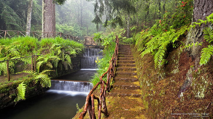 Park leśny Queimadas, Madera, Portugalia, Przyroda, Tapety HD