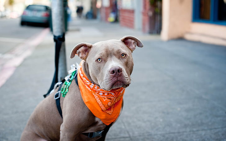 Lindo perro Pitbull, perro mediano recubierto de chocolate, pitbull, Fondo de pantalla HD