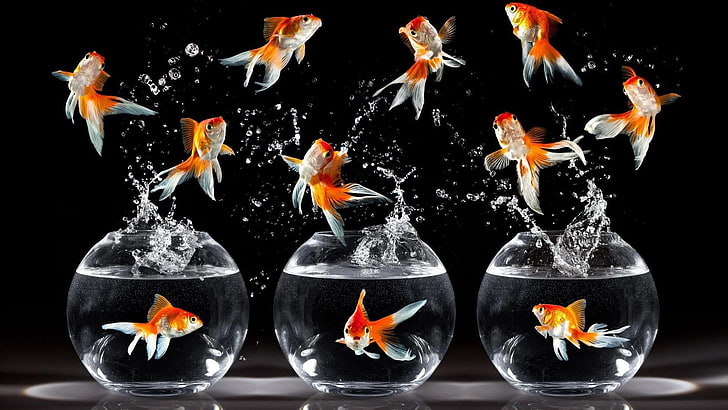 fish, drops, aquarium, goldfish, bony fish, droplets, water, funny, digital art, splash, 3d, veiltail goldfish, HD wallpaper