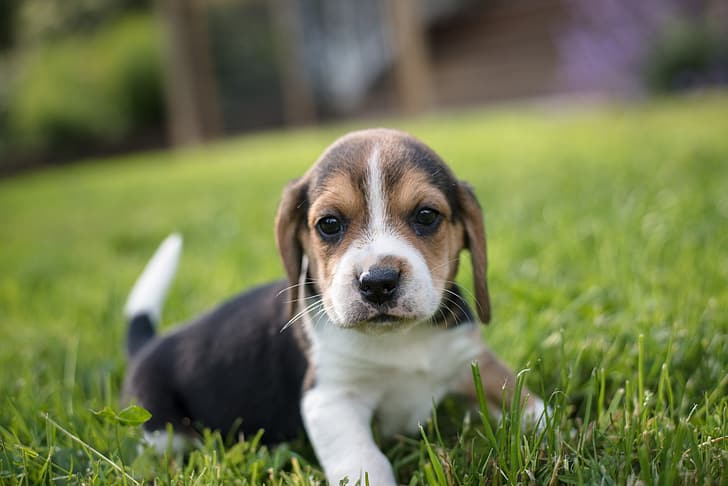 grass, look, baby, puppy, face, doggie, Beagle, HD wallpaper