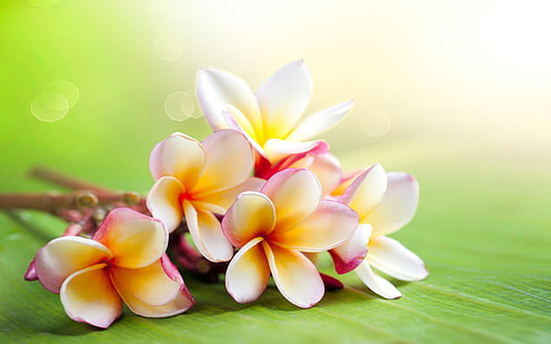 Plumeria Twigs Colorful Flowers Desktop Wallpaper Hd Widescreen Free Download For Windows, HD wallpaper HD wallpaper