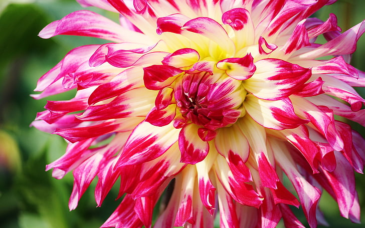Dahlia Flowers From Garden Petals With Two Colors Red And White Color Wallpapers For Your Tablet Computer And Smartphone 5200×3250, HD wallpaper
