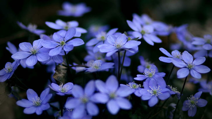 Empfindliche Blumen, Natur, Blume, empfindlich, Blumen, 3d und Zusammenfassung, HD-Hintergrundbild