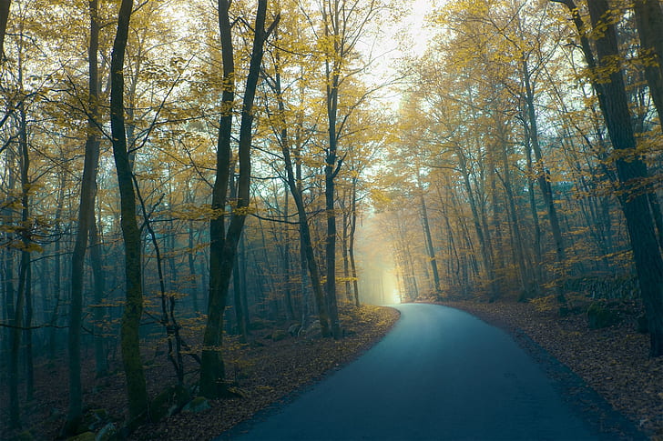 road, autumn, forest, fog, Twilight, by Robin De Blanche, HD wallpaper