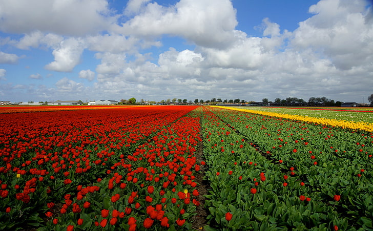 Vast Tulips Field, red tulip flower field during daytime nature photography, Seasons, Spring, Tulips, Beautiful, Landscape, Flowers, Field, Netherlands, southholland, hillegom, HD wallpaper