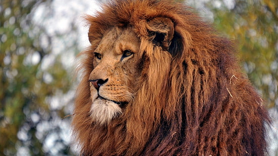 Löwe, Tiere, große Katzen, HD-Hintergrundbild HD wallpaper
