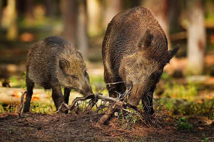 two brown boars, wood, roots, wild boars, wild, two, HD wallpaper