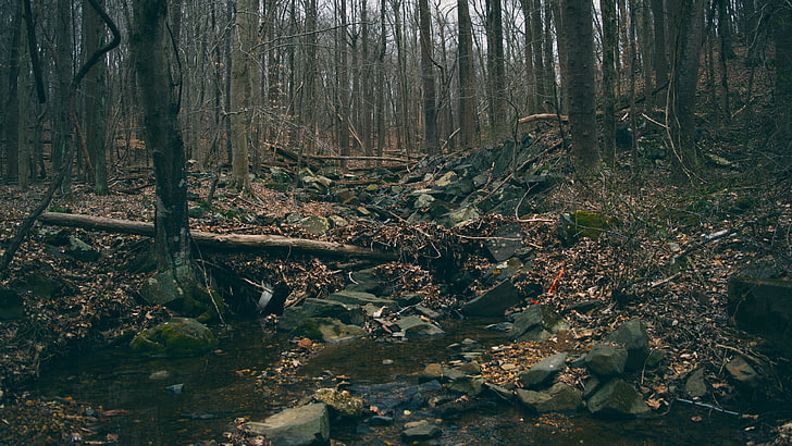 agua, bosque, senderismo, Fondo de pantalla HD
