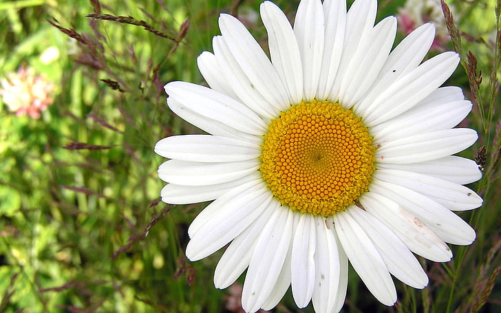 kwiat białej stokrotki, stokrotka, kwiat, zbliżenie, trawa, płatki, pyłek, Tapety HD