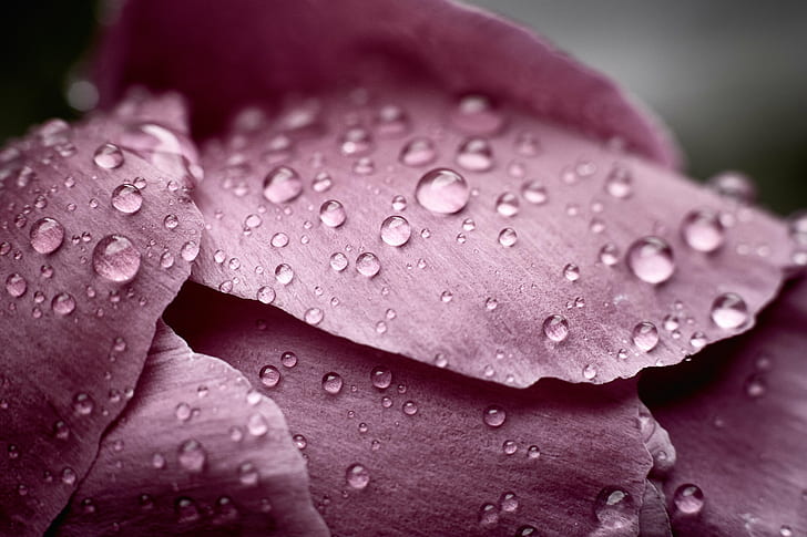 крупным планом фото капель воды на фиолетовый цветок с лепесткамикапли дождя, красота в природе, свежесть, лепесток, HD обои