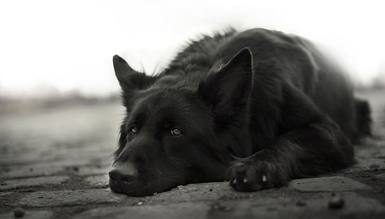 犬、ジャーマンシェパード、白黒、犬、ペット、 HDデスクトップの壁紙 HD wallpaper