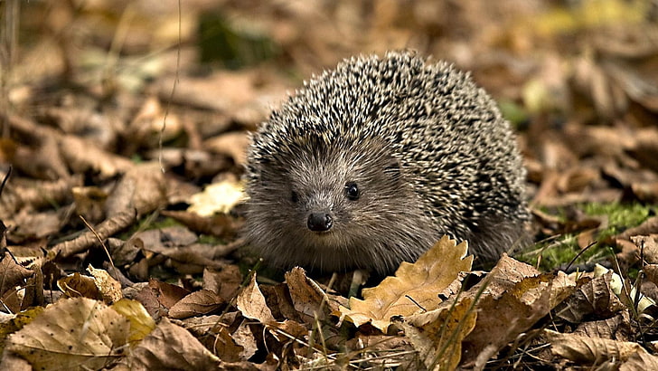 gray hedgehog, hedgehog, grasses, leaves, autumn, spines, HD wallpaper
