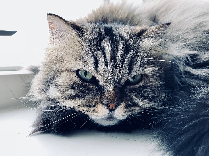 แมวสัตว์ตาสีเขียวตาแมวหนวด, วอลล์เปเปอร์ HD