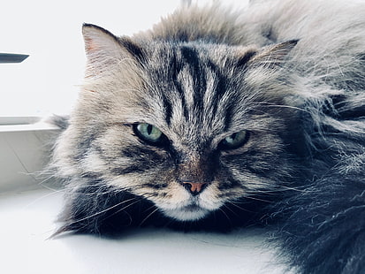 แมวสัตว์ตาสีเขียวตาแมวหนวด, วอลล์เปเปอร์ HD HD wallpaper