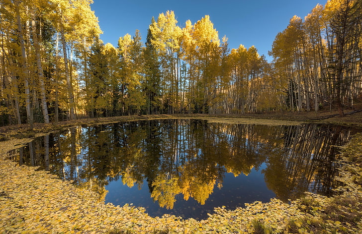 green leafed trees, nature, water, fall, leaves, blue, yellow, reflection, pond, HD wallpaper