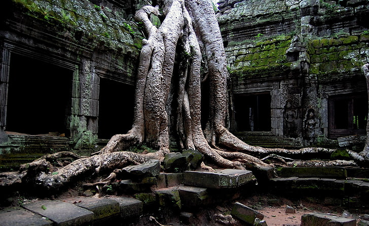 앙코르 와트 사원, 캄보디아, 회색 나무, 아시아, 캄보디아, 사원, 앙코르 와트, 오래된 힌두교 사원, HD 배경 화면