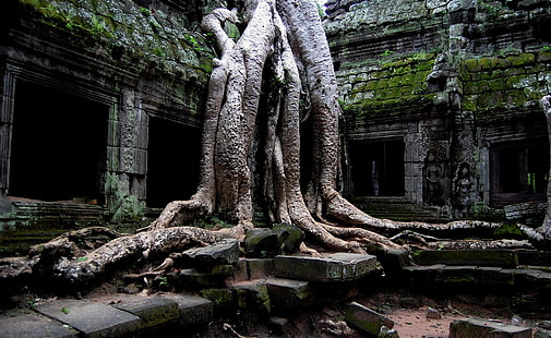 Kuil Angkor Wat, Kamboja, pohon abu-abu, Asia, Kamboja, Candi, angkor wat, kuil hindu tua, Wallpaper HD HD wallpaper