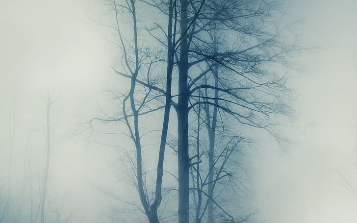 fotografi, alam, pohon, kabut, musim dingin, Wallpaper HD