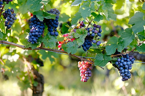 kiść winogron, winogrono, winorośl, gałęzie, jagody, Tapety HD HD wallpaper