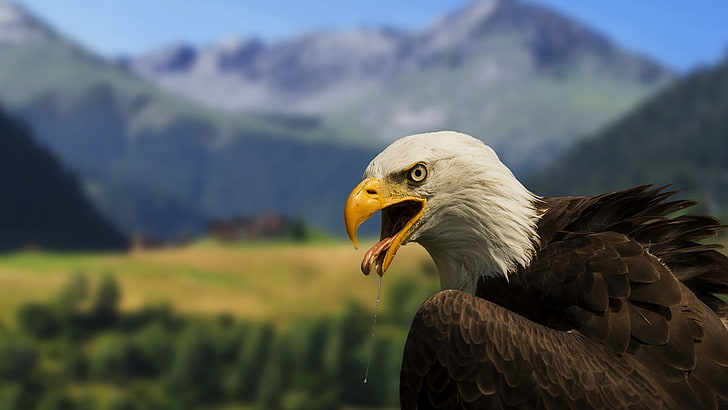 Schwarzweiss-Hemd der Männer, Weißkopfseeadler, Adler, Vögel, verwischt, Speichel, HD-Hintergrundbild