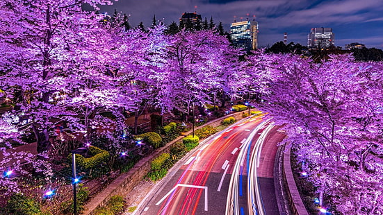 flora, hafif yollar, alacakaranlık, sakura, japonya, tokyo, şube, akşam, şehir, bitki, gece, çiçeği, bahar, gökyüzü, kiraz, ağaç, çiçek, trafik, asya, HD masaüstü duvar kağıdı HD wallpaper