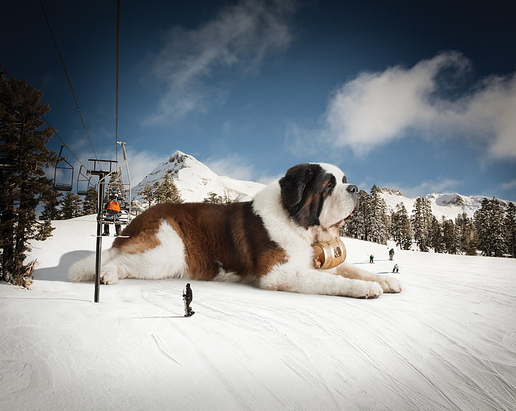 erwachsener brauner und weißer Bernhardiner-Hund, Bernhardiner, riesig, Schnee, Berge, HD-Hintergrundbild