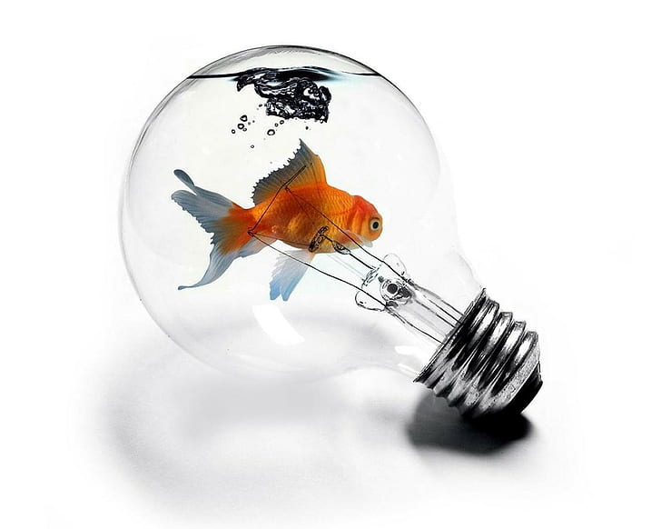 peixinho, lâmpada, HD papel de parede