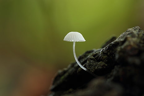 white mushroom, macro, mushroom, HD wallpaper HD wallpaper