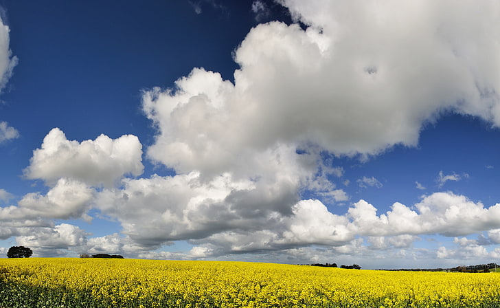 Canola Field, weiße Wolken, Natur, Landschaft, Canola, Canola Field, HD-Hintergrundbild