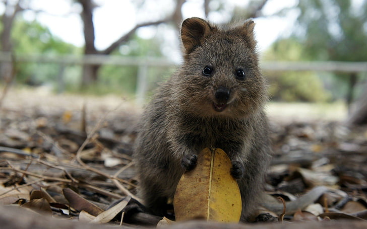 rongeur gris, écureuil gris et brun tenant une feuille jaune, quokka, nature, animaux, feuilles, Fond d'écran HD