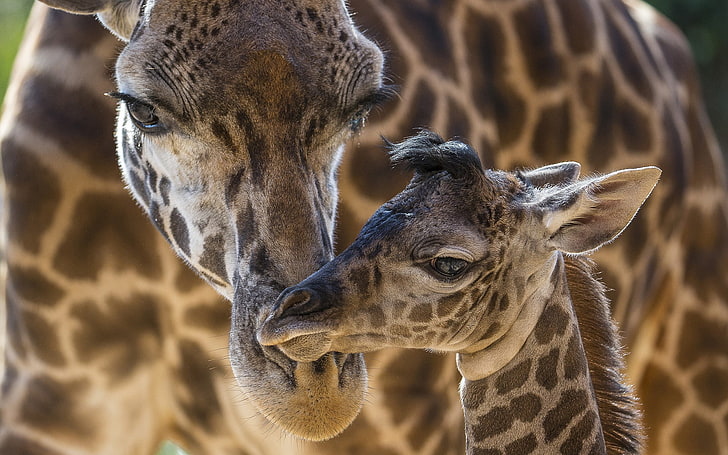 животни, жирафи, бебета животни, HD тапет