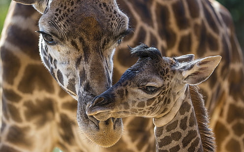 djur, giraffer, baby djur, HD tapet HD wallpaper