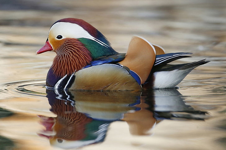 Birds, Mandarin Duck, Water, HD wallpaper