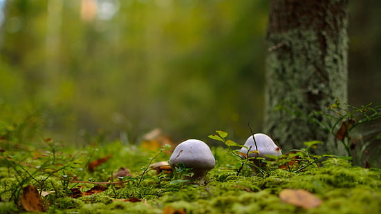 два белых гриба, гриб, макро, лес, HD обои HD wallpaper